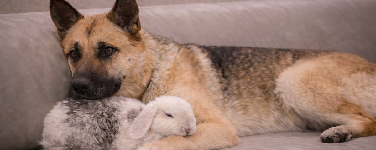 Sentenced to Death for a Scratch: Inside the Hachi Case Shaking Rosenberg, Texas