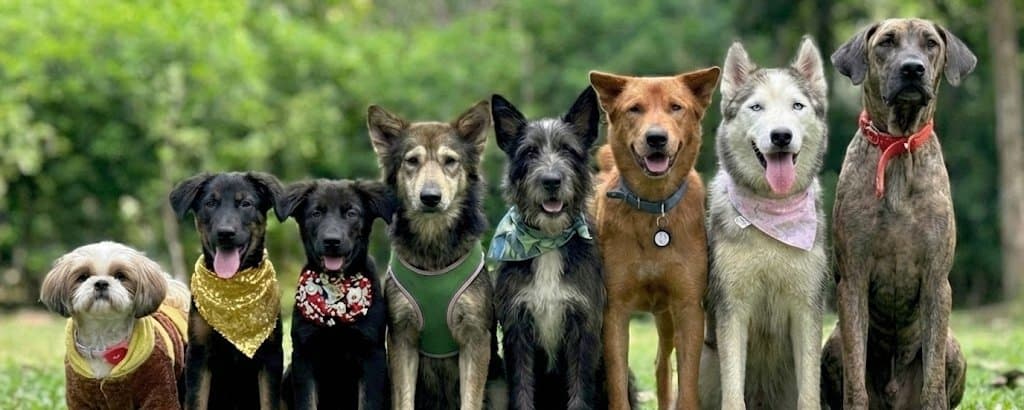 Could We Save 100,000 Dogs A Month? 